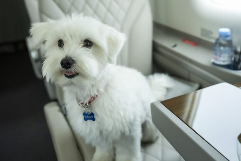 HansJet trains private jet pilots to become pet care pros