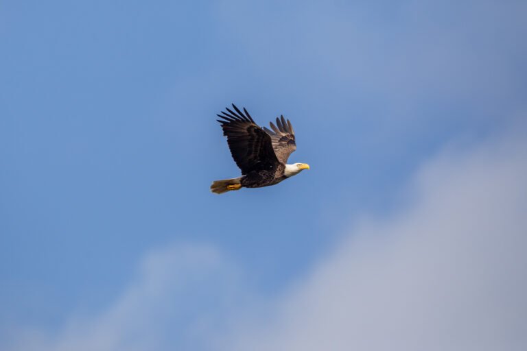 A bald eagle soars through a cloudy blue sky. Its wings are spread out and you can see its orange feet tucked under its tail.