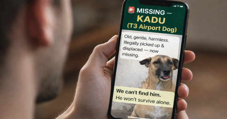 Der Flughafen Delhi hat ein Problem mit bissigen Straßenhunden