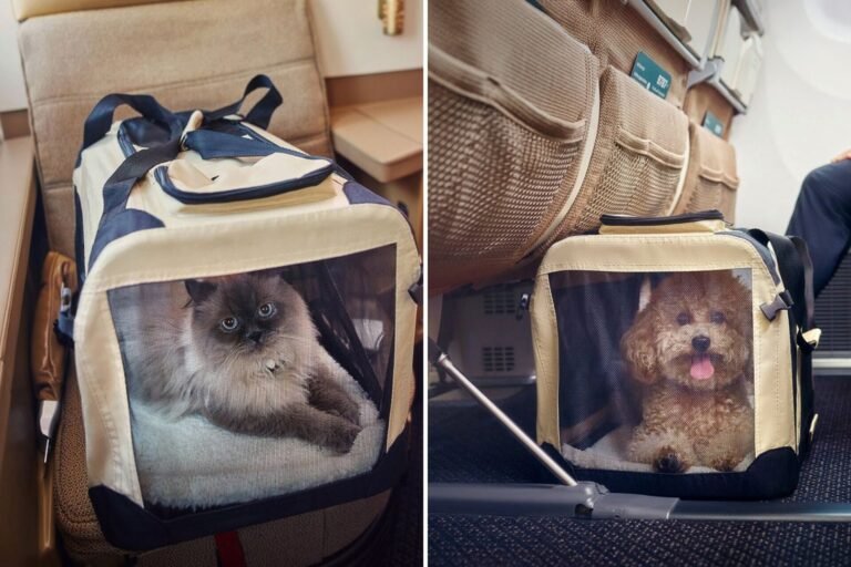 Etihad, only UAE carrier allowing pets in cabin, offers deal