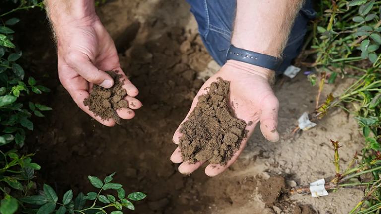 Regenerative agriculture as a response to financial risk