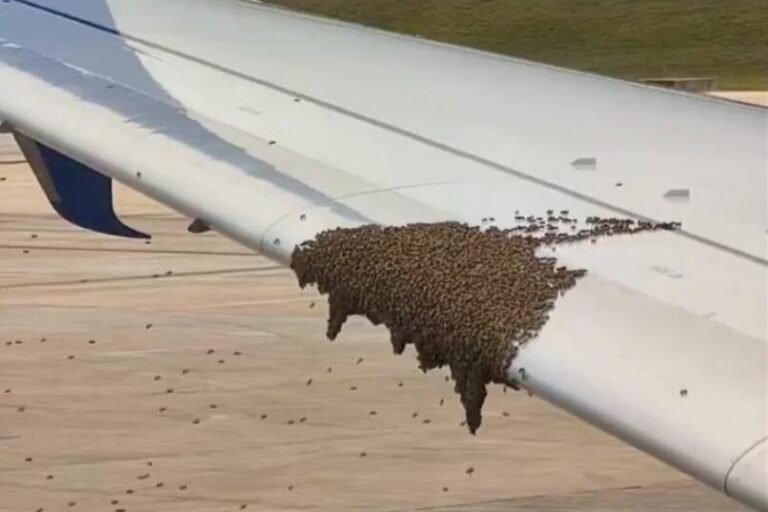 Bees delay Delta flight in Cancun Bees delay Delta flight in Cancun