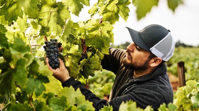 Famed Sonoma Vineyard Monte Rosso Is Finally Making Wine of Its Own Famed Sonoma Vineyard Monte Rosso Is Finally Making Wine of Its Own
