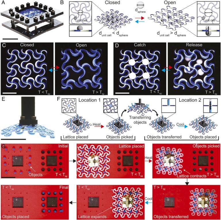 Active–passive lattices for filtering and gripping objects. Image via Mustafa K. Abdelrahman et al., Proceedings of the National Academy of Sciences.