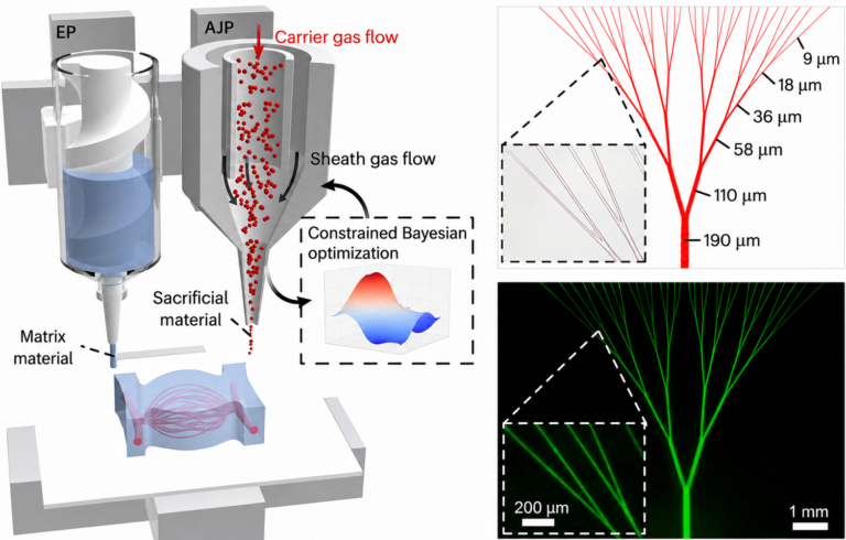 Hybrid 3D Bioprinting Achieves Capillary-Scale Vascular Networks Hybrid bioprinting of hierarchical vascular networks at capillary-scale resolution. Image via Yanliang Zhang, et al., Nature Chemical Engineering.