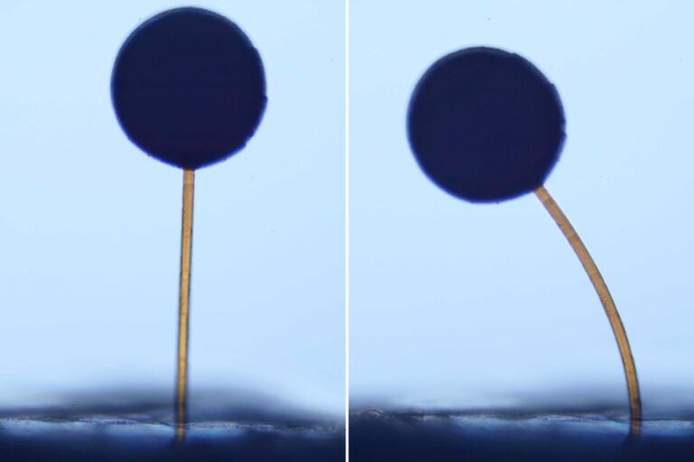 The team fabricated ball-and-stick structures resembling tiny lollipops. The structures were less than a millimeter in height, with balls that were smaller than a grain of sand. The balls were infused with magnetic particles. Image via Rachel M. Sun et al., Matter.