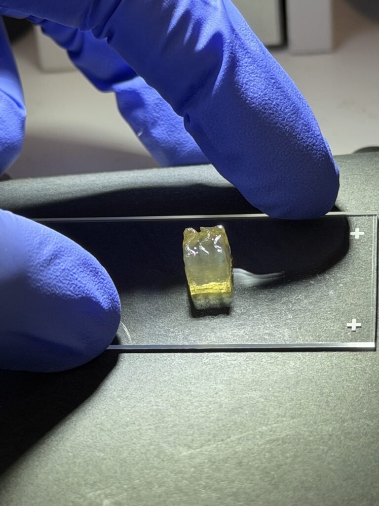 Auxilium Biotechnologies Bioprints Kidney and Liver Tissue Aboard the ISS Biological tissues: Auxilium Biotechnologies successful bioprinted kidney and liver tissues aboard the International Space Station (ISS), marking the first time either tissue type has been manufactured in space. Photo via Auxilium Biotechnologies.