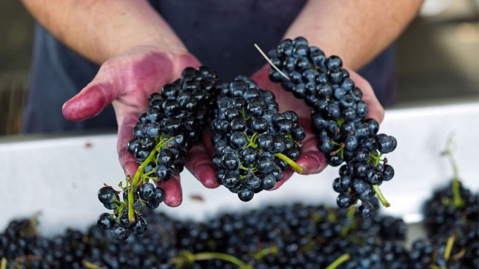 How Washington Syrah Became the State’s Best-Kept Wine Secret How Washington Syrah Became the State's Best-Kept Wine Secret