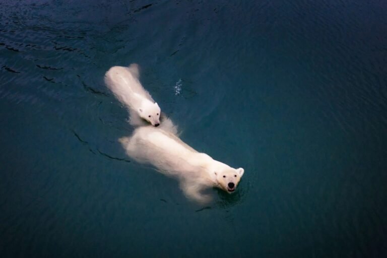 You Need Federal Approval to Fly Drones Near Polar Bears in Alaska You Need Federal Approval to Fly Drones Near Polar Bears in Alaska
