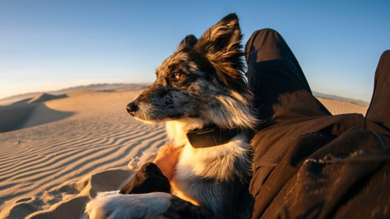 Your lost dog can now call home with the world’s 1st satellite-connected dog collar Your lost dog can now call home with the world's 1st satellite-connected dog collar