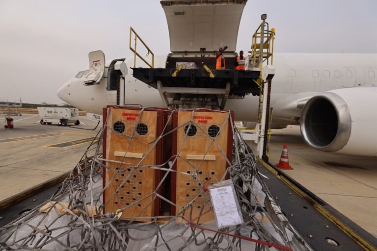 Angolan carrier TAAG transports live lions across Africa