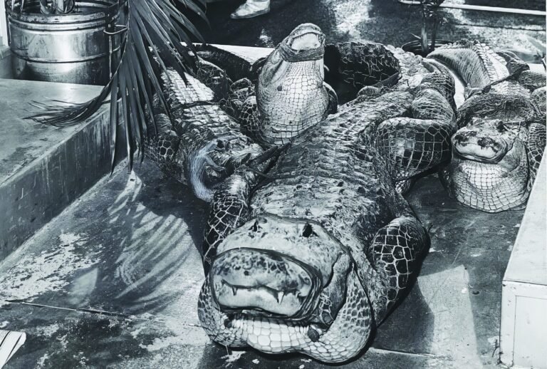 Firefighters prepare to unload these four trussed alligators from the B-25 bomber that crash-landed at Lunken Airport in 1963. [Credit: Fred Straub/Cincinnati Inquirer]