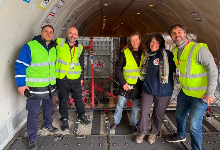 LATAM Cargo transported 8 tigers and 7 lions in full compliance with IATA Live Animals Regulations (LAR)