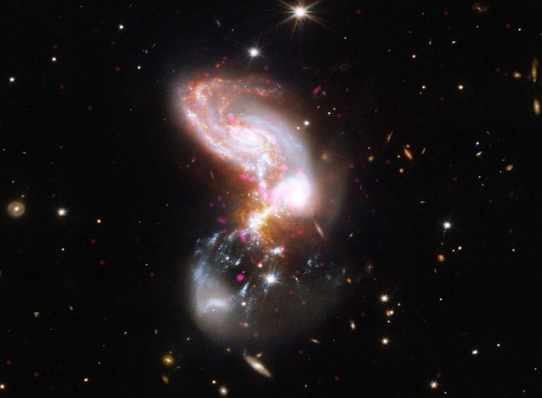 In this system, two galaxies are merging at a furious rate. Near the top of the image is a spiral galaxy shape with thick arms in fiery oranges, whites, and reds. At the bottom of the image is a faint hazy bowl shape marbled with grainy white ribbons and hot pink specks. Where the two shapes collide, in the center of the frame, the galaxy appears utterly chaotic, like a firework.