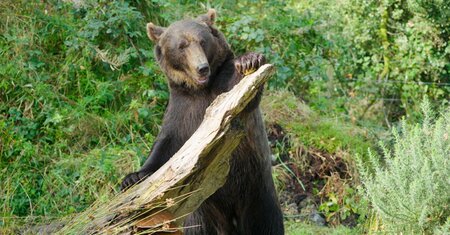 Etihad Cargo bring bears from Russia to new life in Ireland Etihad Cargo bring bears from Russia to new life in Ireland