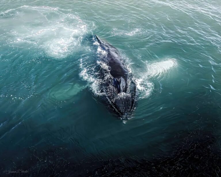 How Drones Collect Killer Whale Breath How Drones Collect Killer Whale Breath