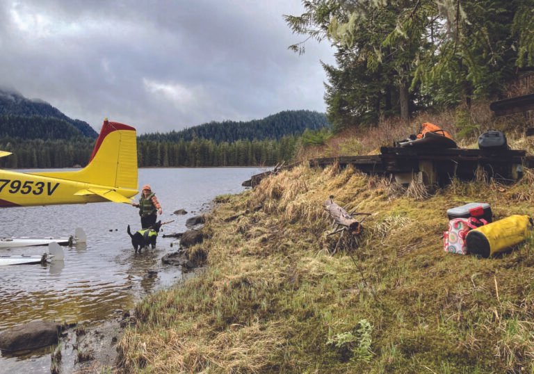 Dedicated RAF volunteers utilize compact track loaders and specialized hand tools to clear overgrowth and repair rutted surfaces, ensuring that vital backcountry airstrips remain safe. [Credit: Stef Goza]
