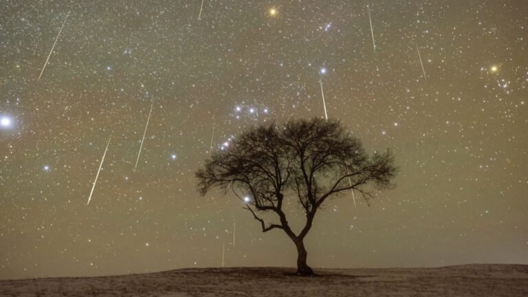 The moon sets and meteors fly by a lonely tree on the grassland.